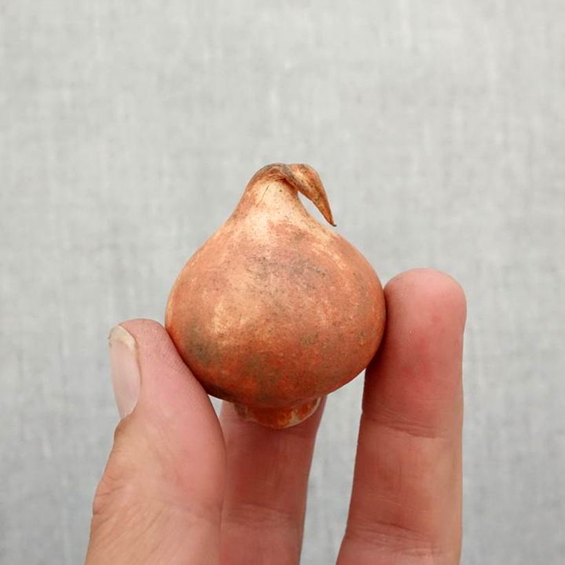 Example of Tulipe botanique kaufmanniana Pink Dwarf Bulbe calibre 11+ as you get in automne