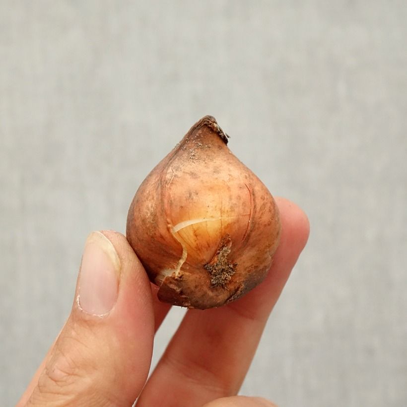 Spécimen de Tulipe botanique kaufmanniana Shakespeare Bulbe calibre 10/12 tel que livré en automne