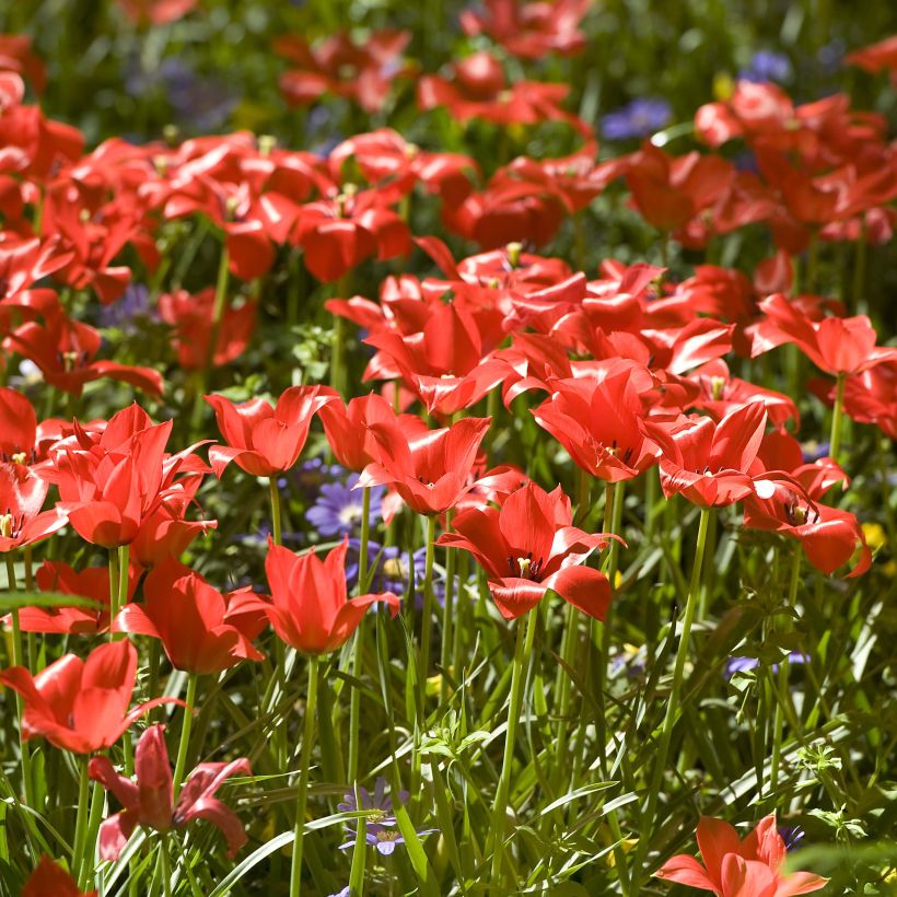 Tulipe botanique linifolia  (Flowering)