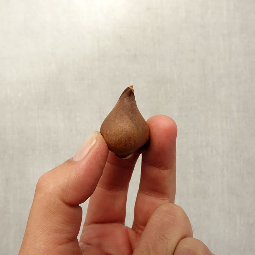 Spécimen de Tulipe botanique praestans Shogun Bulbe calibre 8+ tel que livré en automne