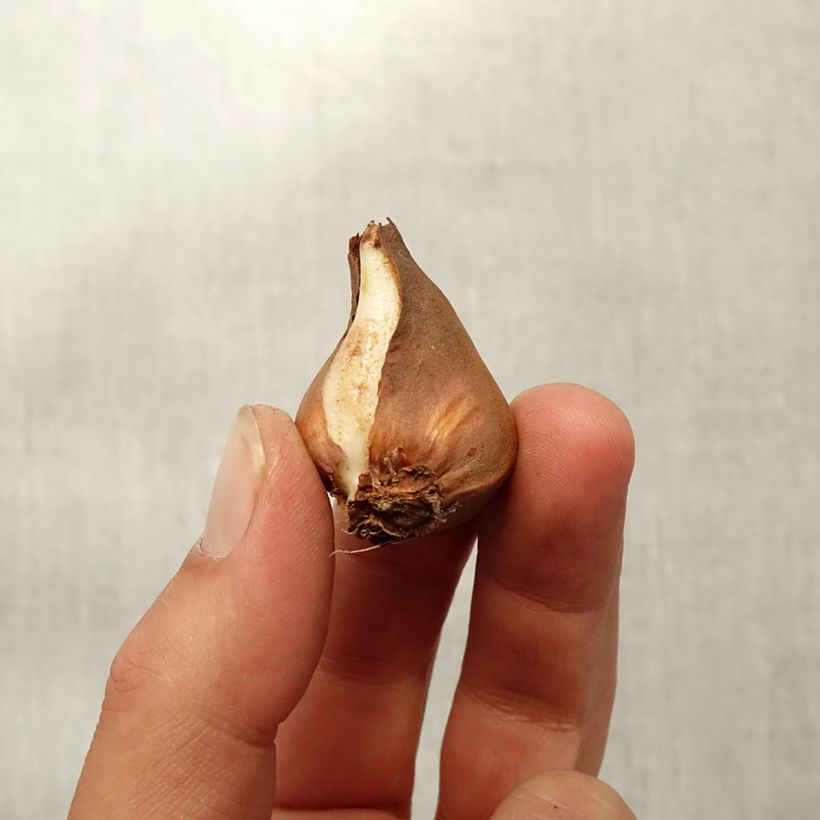 Example of Tulipe botanique schrenkii Bulbe calibre 8+ as you get in automne