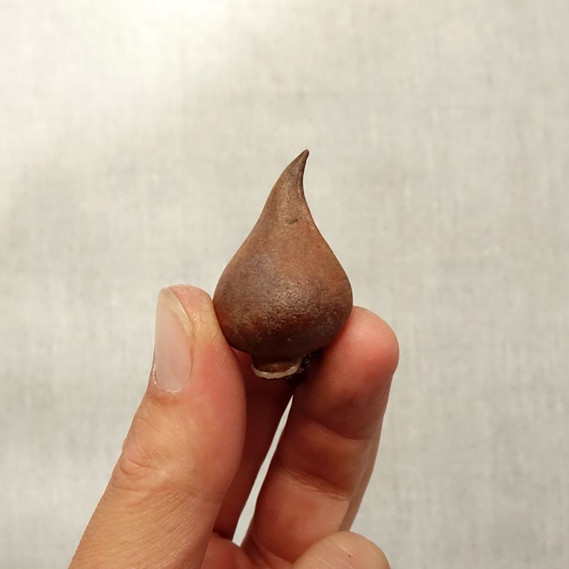 Example of Tulipe botanique sprengeri Bulbe calibre 8+ as you get in automne