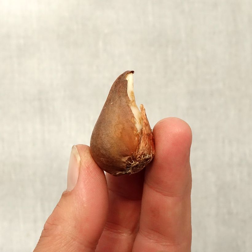 Example of Tulipe botanique urumiensis Bulbe calibre 8+ as you get in automne