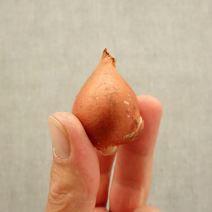 Example of Tulipe Darwin Beauty of Spring Bulbe calibre 12 as you get in automne