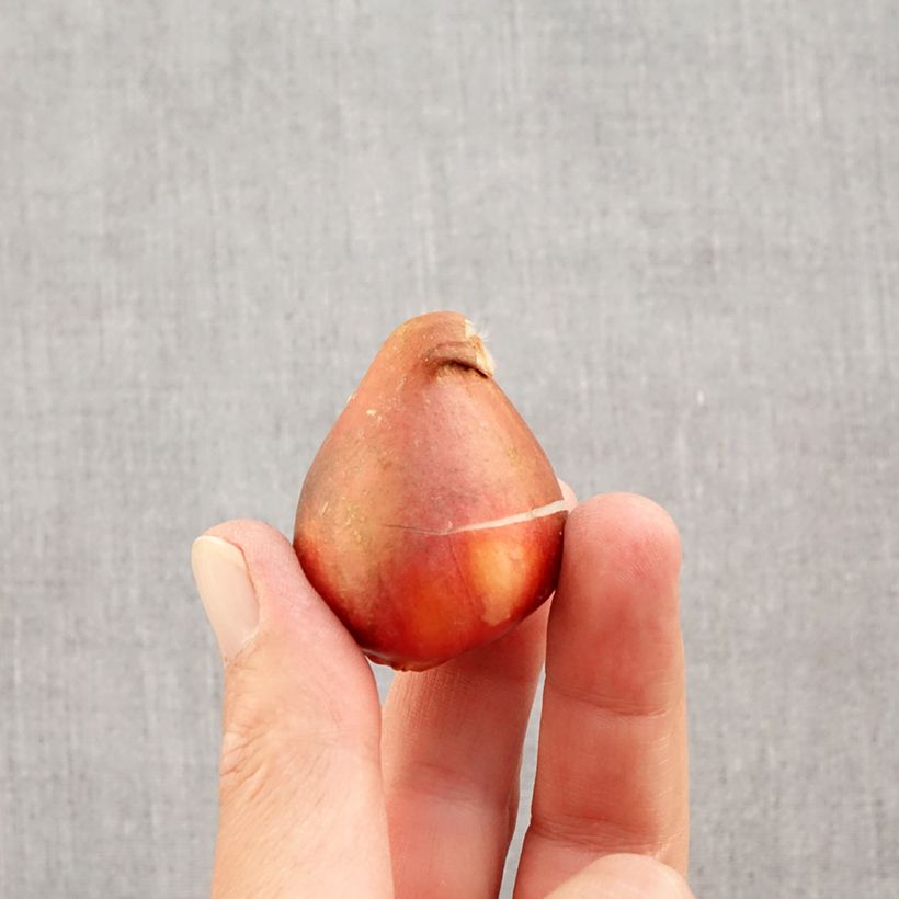 Example of Tulipe Darwin Golden Apeldoorn Bulbe calibre 12+ as you get in automne