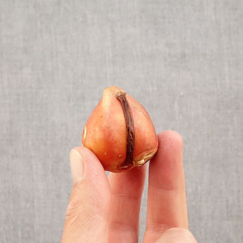 Example of Tulipe Darwin Silverstream Bulbe calibre 12+ as you get in automne