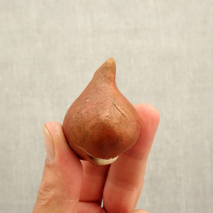 Example of Tulipe double hâtive Amazing Grace Bulbe calibre 12+ as you get in automne