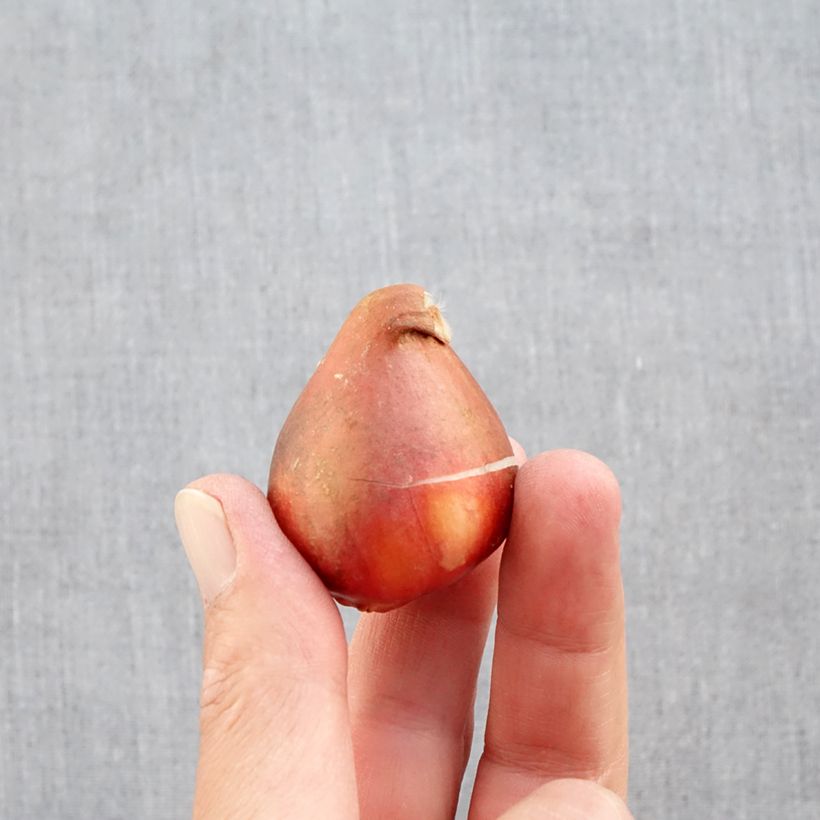 Spécimen de Tulipe double hâtive Foxtrot Bulbe calibre 12+ tel que livré en automne