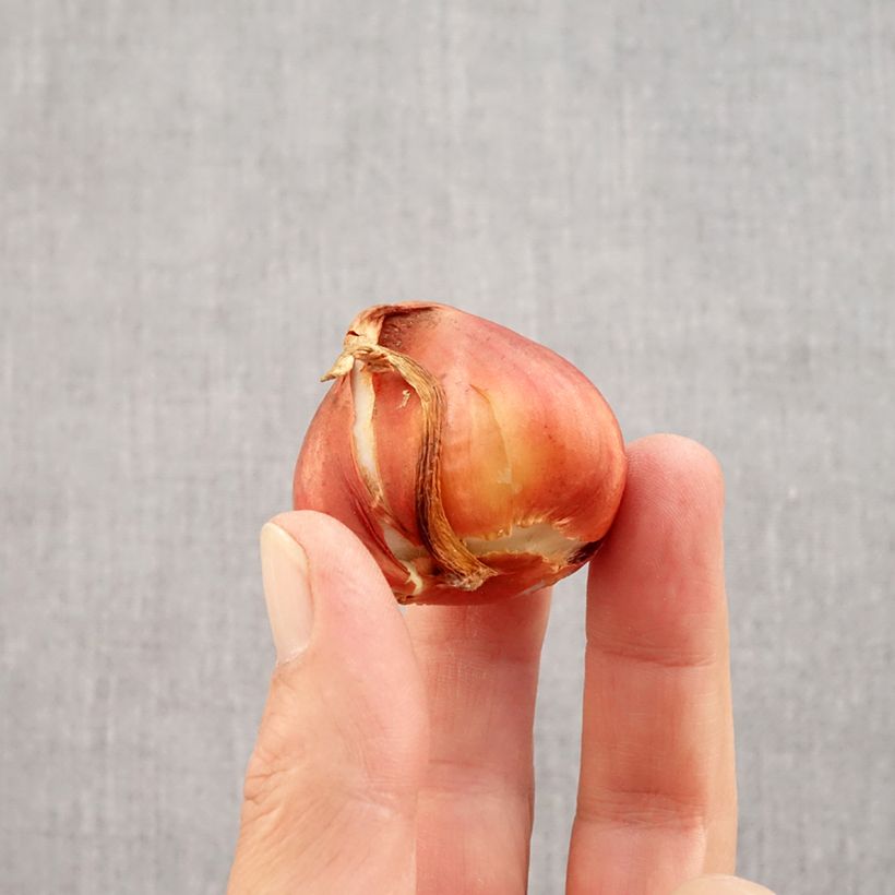 Example of Tulipe double hâtive La Belle Epoque Bulbe calibre 12 as you get in automne