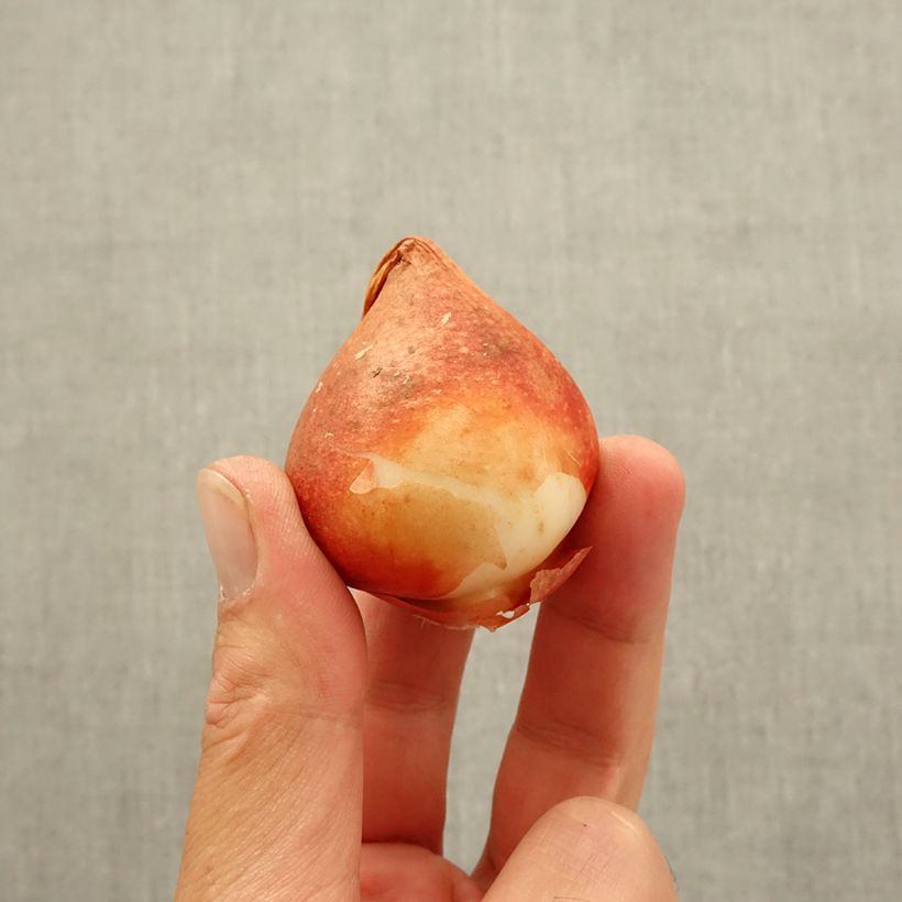 Example of Tulipe double hative Nachtwacht Bulbe calibre 11 as you get in automne