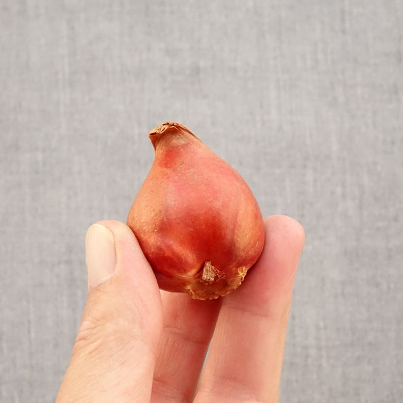 Example of Tulipe double hâtive Viking Bulbe calibre 11+ as you get in automne