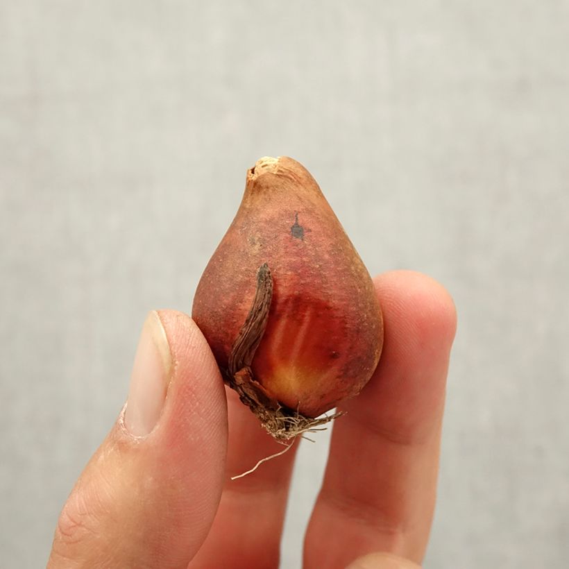 Example of Tulipe double hâtive Yellow Baby Bulbe calibre 10+ as you get in automne