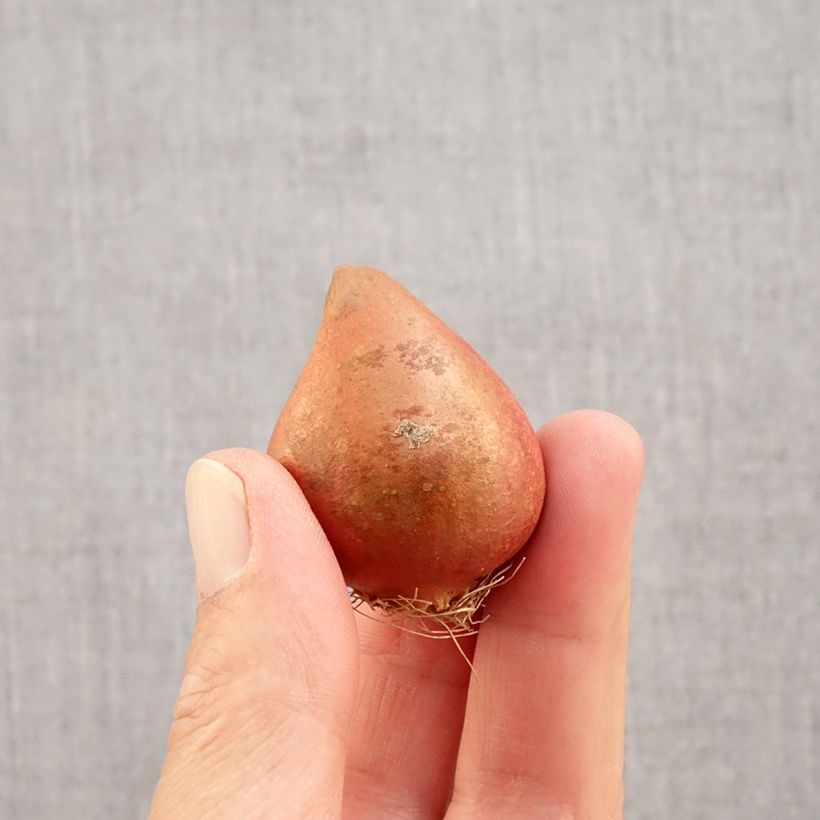 Example of Tulipe double hâtive Yellow Margarita Bulbe calibre 11+ as you get in automne