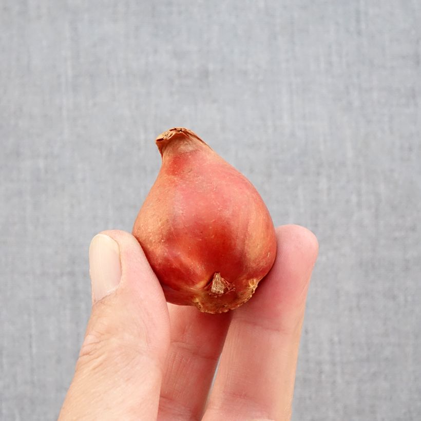 Example of Tulipe double tardive Black Héro - Tulipe à fleurs de pivoine Bulbe calibre 11+ as you get in automne