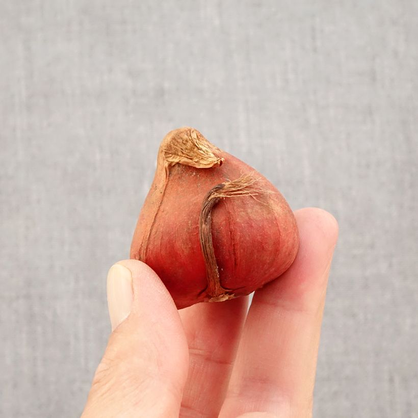 Example of Tulipe double tardive Bonanza Bulbe calibre 11+ as you get in automne