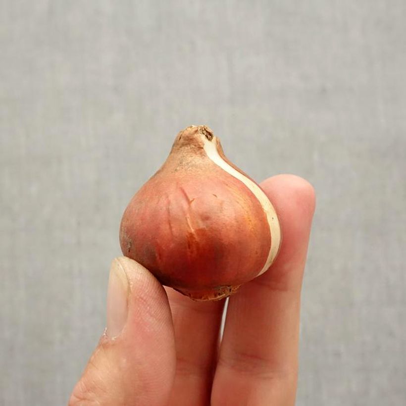 Example of Tulipe double tardive Red Princess Bulbe calibre 11+ as you get in automne