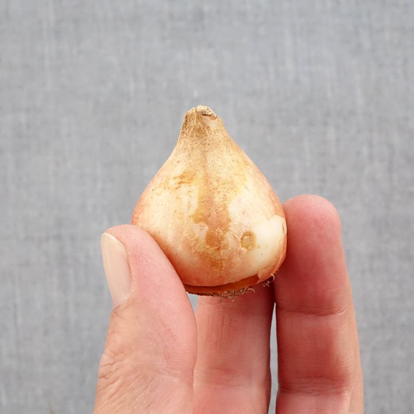 Example of Tulipe double tardive Yellow Mountain Bulbe calibre 11+ as you get in automne