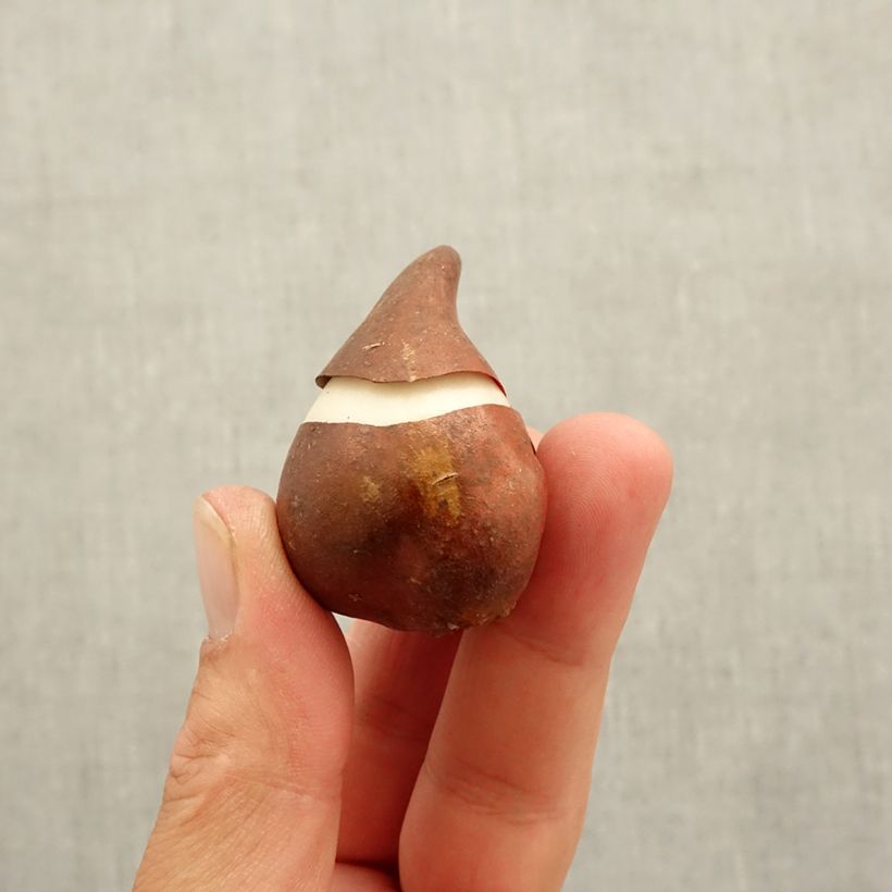 Example of Tulipe Fleur de Lis Burgundy Bulbe calibre 10 as you get in automne