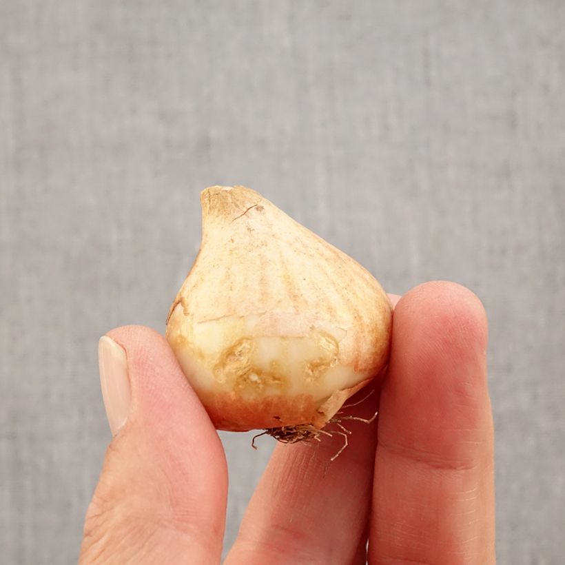 Spécimen de Tulipe fleur de lis Royal Charm Bulbe calibre 11+ tel que livré en automne