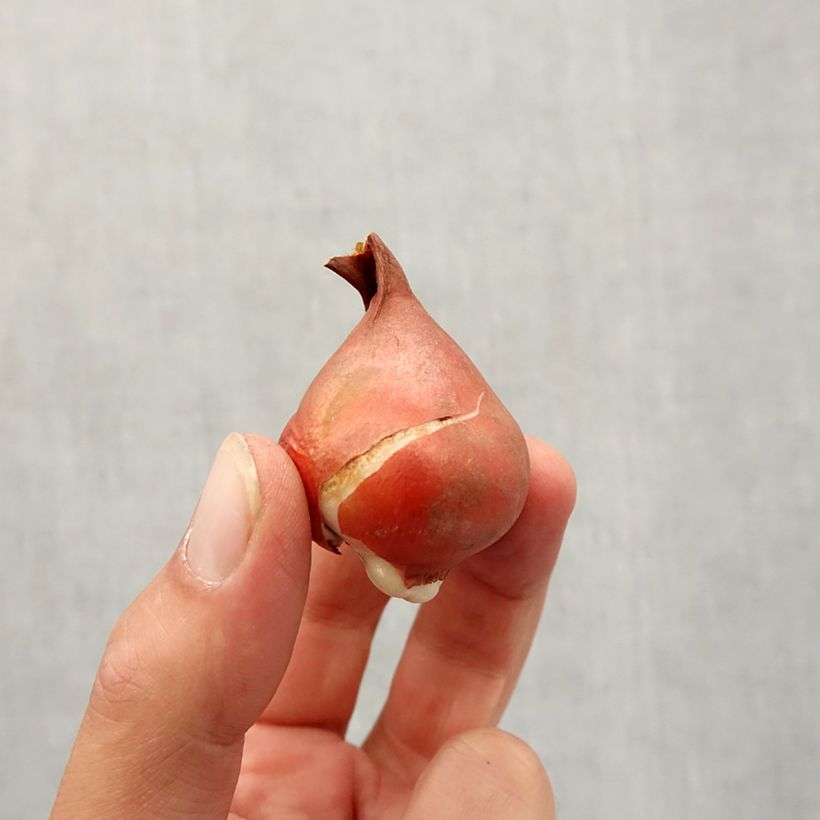 Example of Tulipe fosteriana Partitura Bulbe calibre 11+ as you get in automne