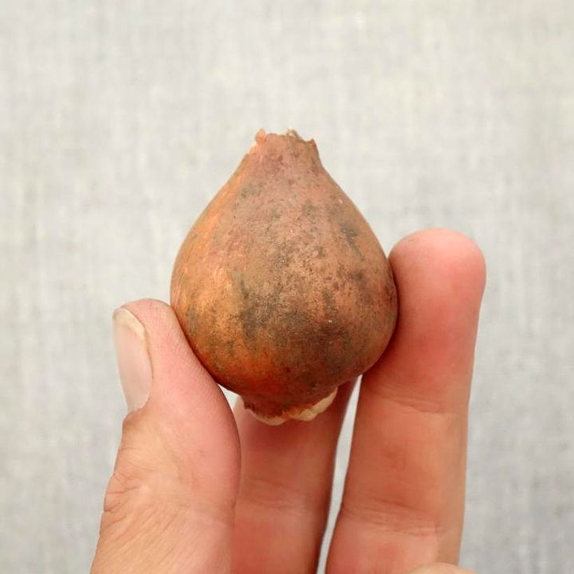 Example of Tulipe fosteriana Pirand Bulbe calibre 12+ as you get in automne