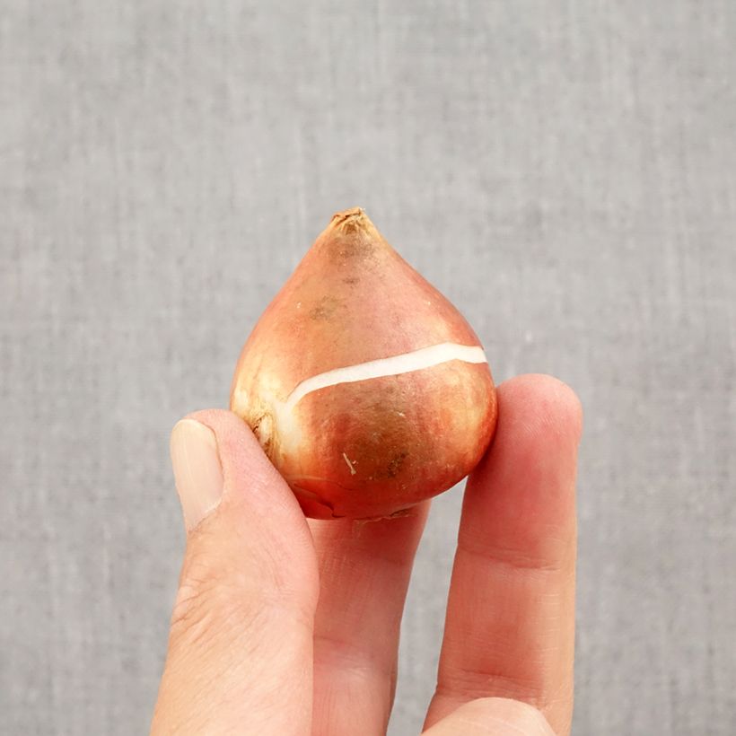 Spécimen de Tulipe fosteriana Yellow Empress Bulbe calibre 11/12 tel que livré en automne