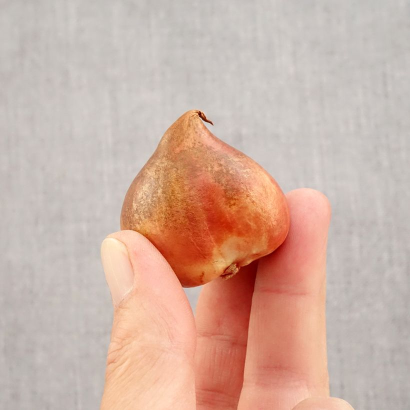 Spécimen de Tulipe Perroquet Crème Lizzard Bulbe calibre 12 tel que livré en automne