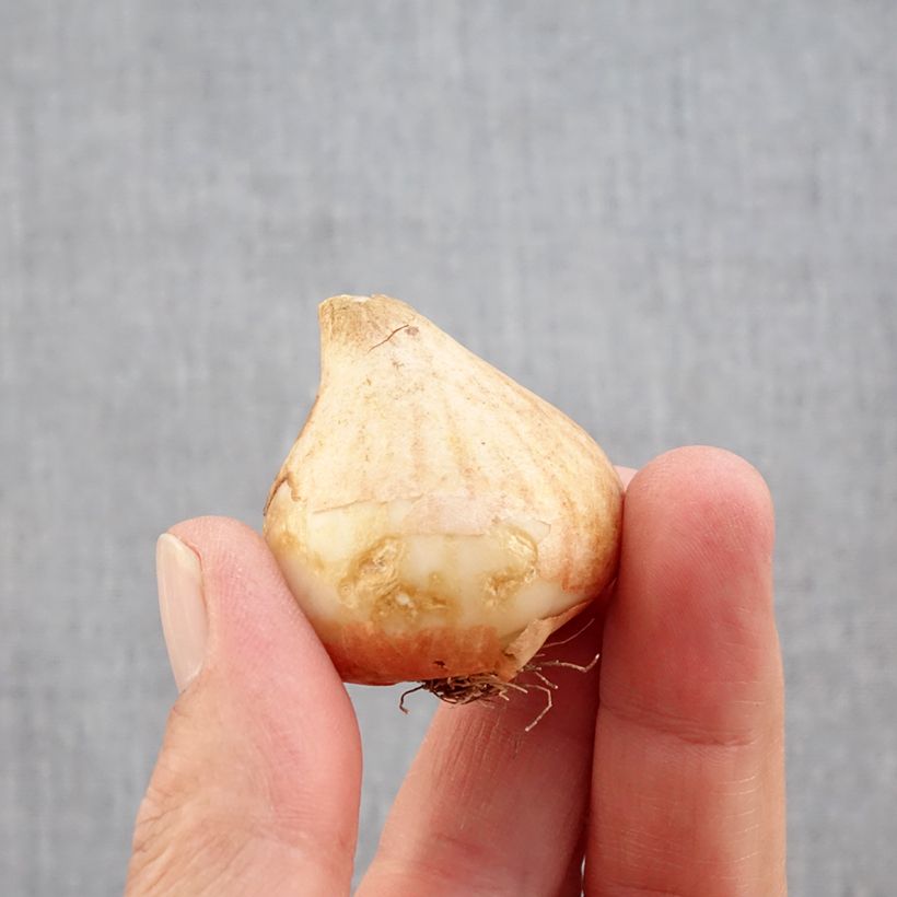 Example of Tulipe Perroquet Rococo Bulbe calibre 11+ as you get in automne