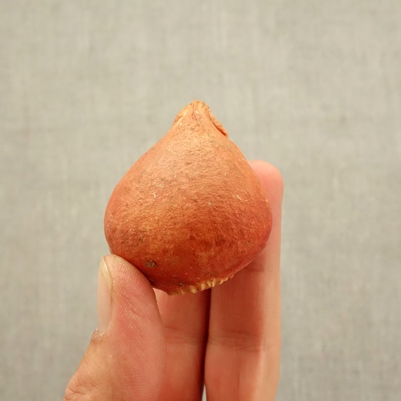 Spécimen de Tulipe perroquet Texas Flame Bulbe calibre 11+ tel que livré en automne