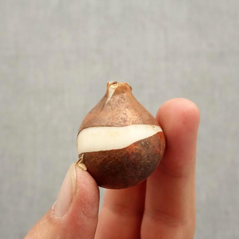 Example of Tulipe Perroquet Yellow Sun Bulbe calibre 11/12 as you get in automne