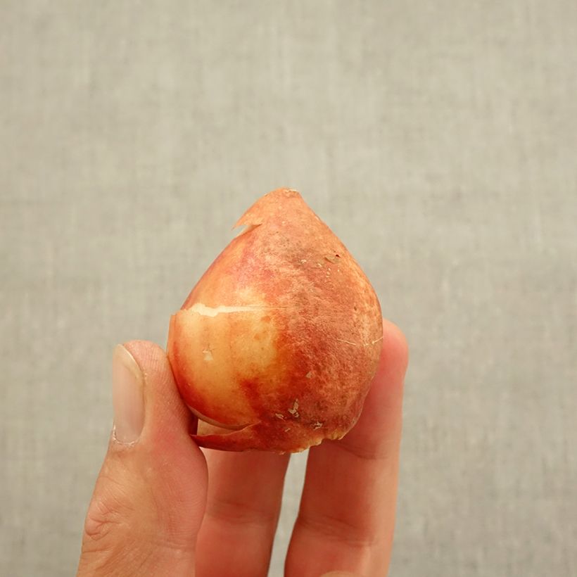 Example of Tulipe pluriflore Candy Club Bulbe calibre 11+ as you get in automne