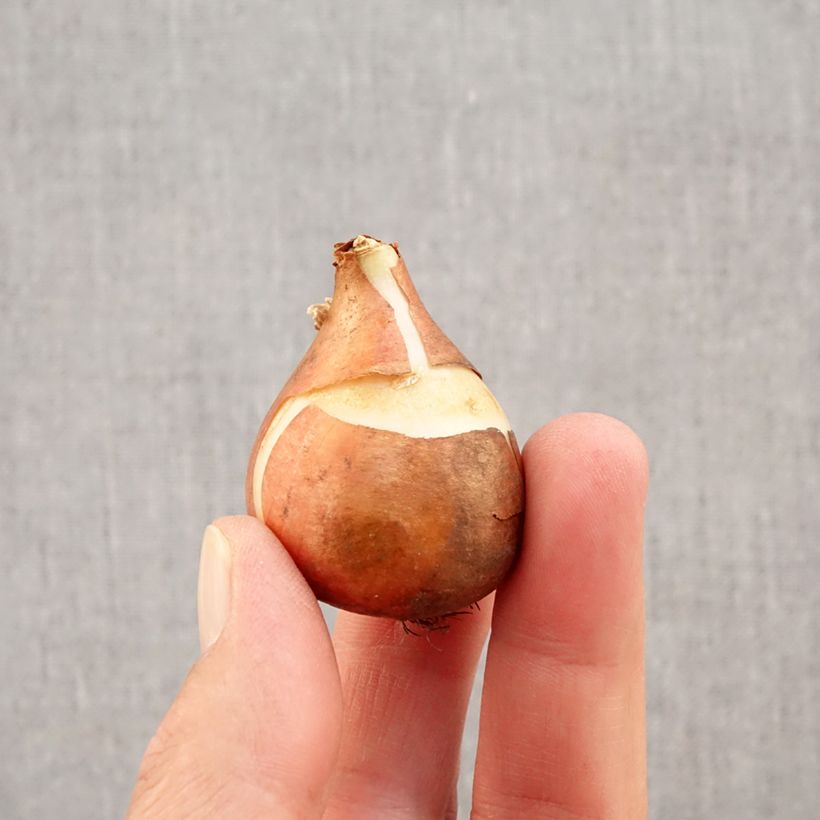 Example of Tulipe simple hâtive Christmas Carol Bulbe calibre 11+ as you get in automne
