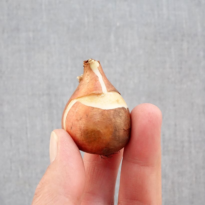 Spécimen de Tulipe simple hâtive Mandy's Choice Bulbe calibre 11+ tel que livré en automne