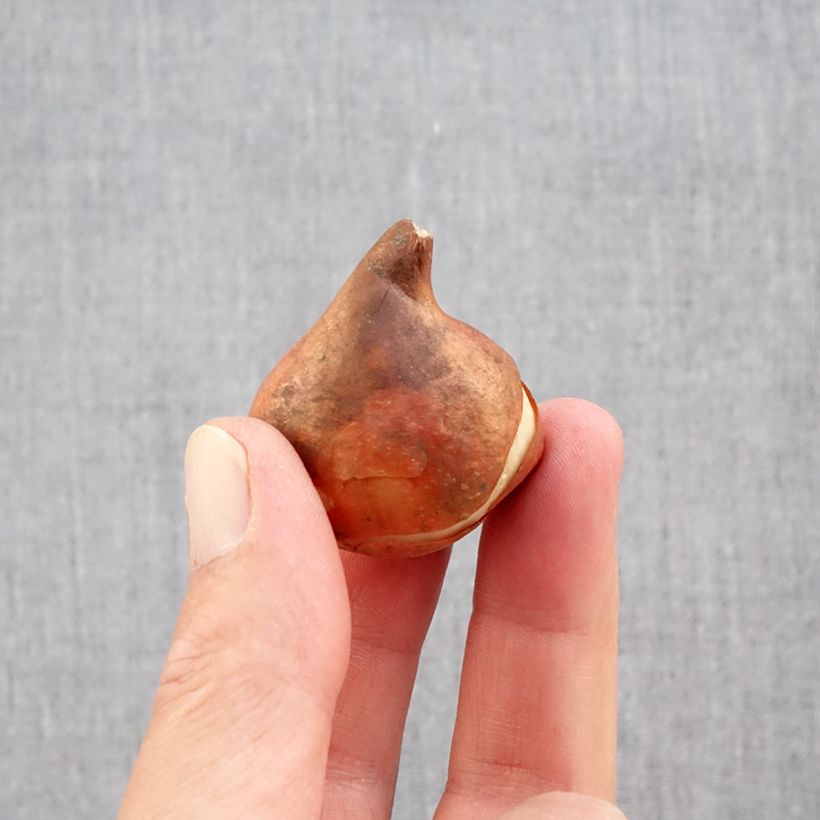 Example of Tulipe simple hâtive Paradiso Bulbe calibre 11+ as you get in automne