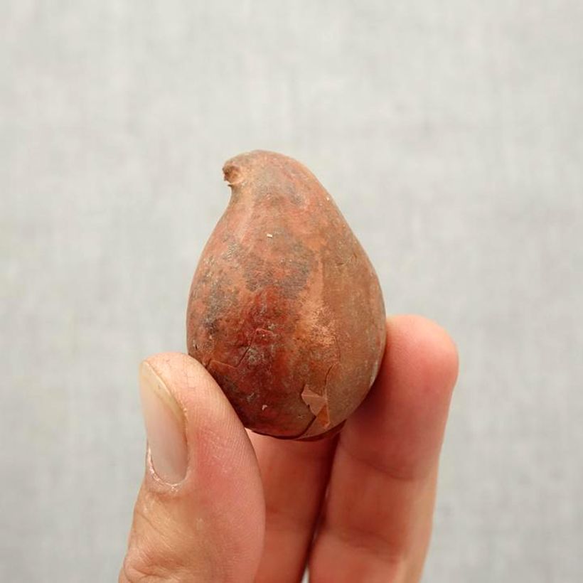 Example of Tulipe simple tardive Pink Diamond Bulbe calibre 12+ as you get in automne