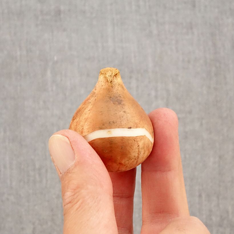 Example of Tulipe simple tardive Reine de la Nuit Bulbe calibre 12+ as you get in automne