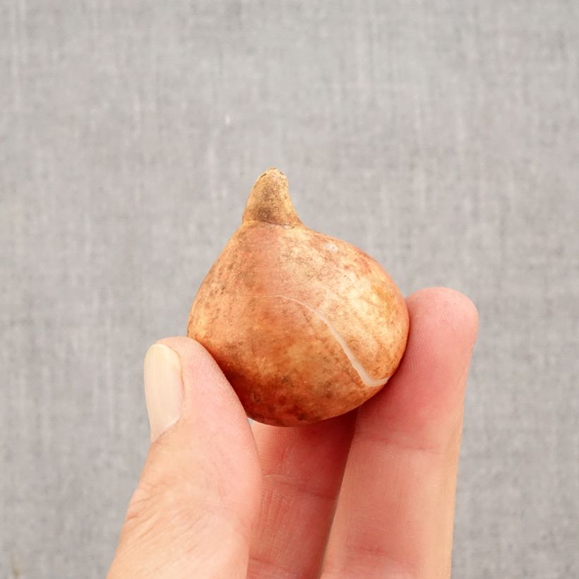 Example of Tulipe Striped Crown Bulbe calibre 11+ as you get in automne