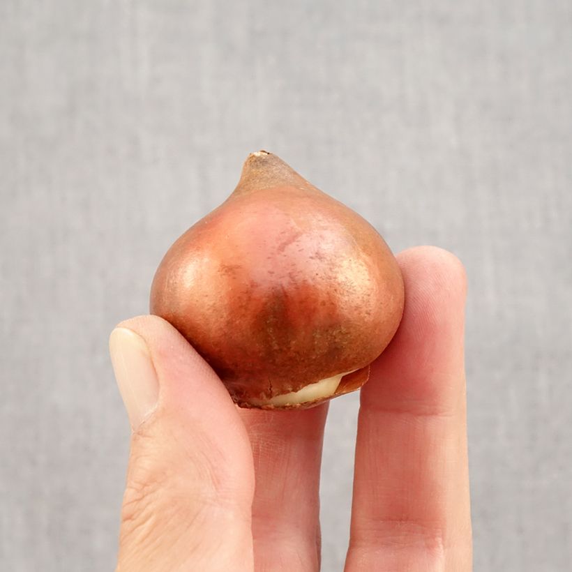 Spécimen de Tulipe Triomphe Black Charm Bulbe calibre 12 tel que livré en automne