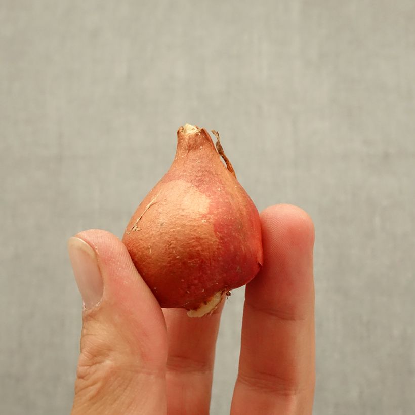 Spécimen de Tulipe Triomphe Chansonnette Bulbe calibre 11 tel que livré en automne