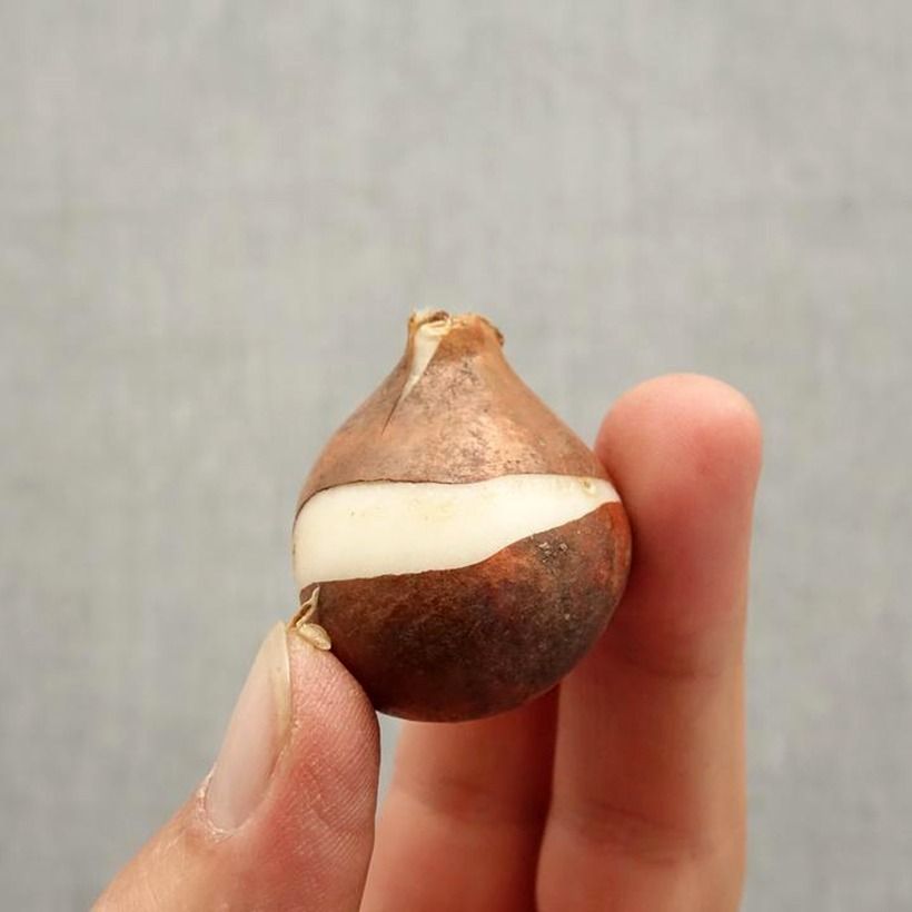 Example of Tulipe Triomphe Tom Pouce Bulbe calibre 12+ as you get in automne