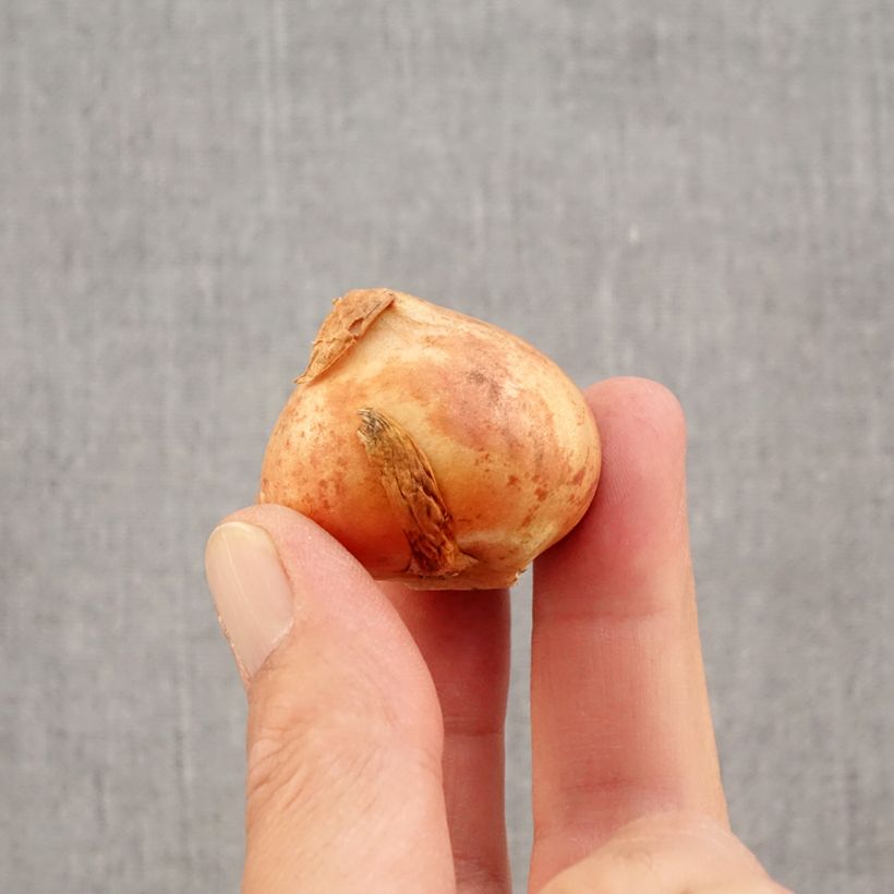 Example of Tulipe viridiflora Doll's Minuet Bulbe calibre 11+ as you get in automne