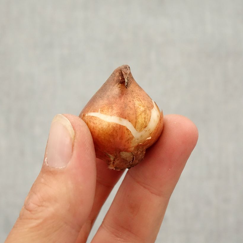 Spécimen de Tulipe viridiflora Green River Bulbe calibre 10/12 tel que livré en automne