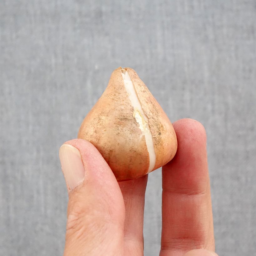 Spécimen de Tulipes Darwin en mélange Bulbe calibre 12+ tel que livré en automne