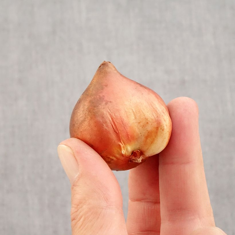 Example of Tulipes doubles hâtives en mélange Bulbe calibre 10+ as you get in automne