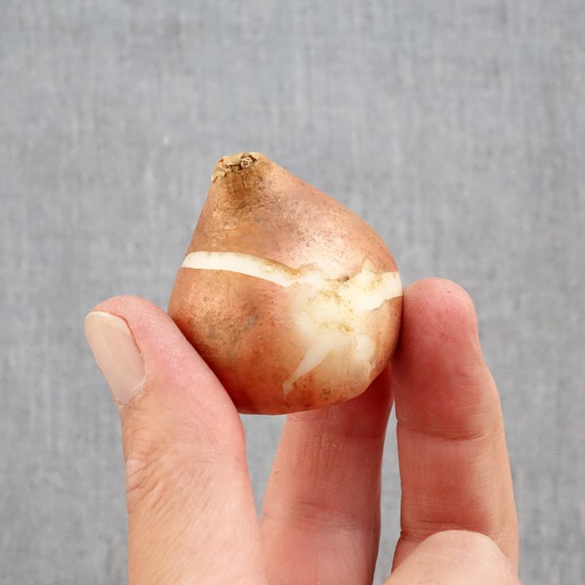 Spécimen de Tulipes doubles tardives en mélange Bulbe calibre 12+ tel que livré en automne