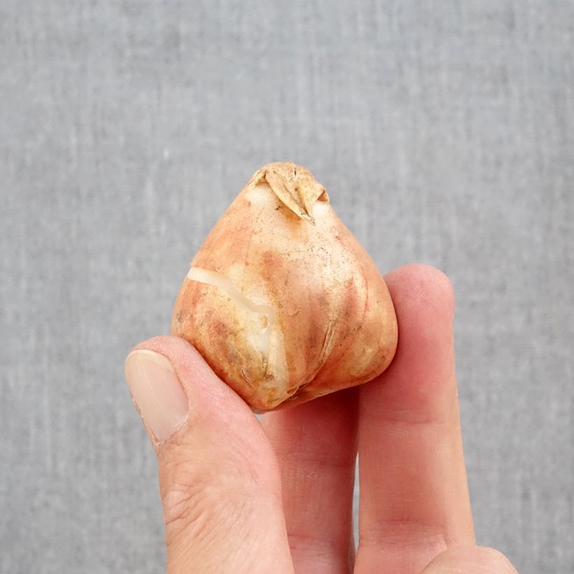 Example of Tulipes Perroquet en mélange Bulbe calibre 12+ as you get in automne