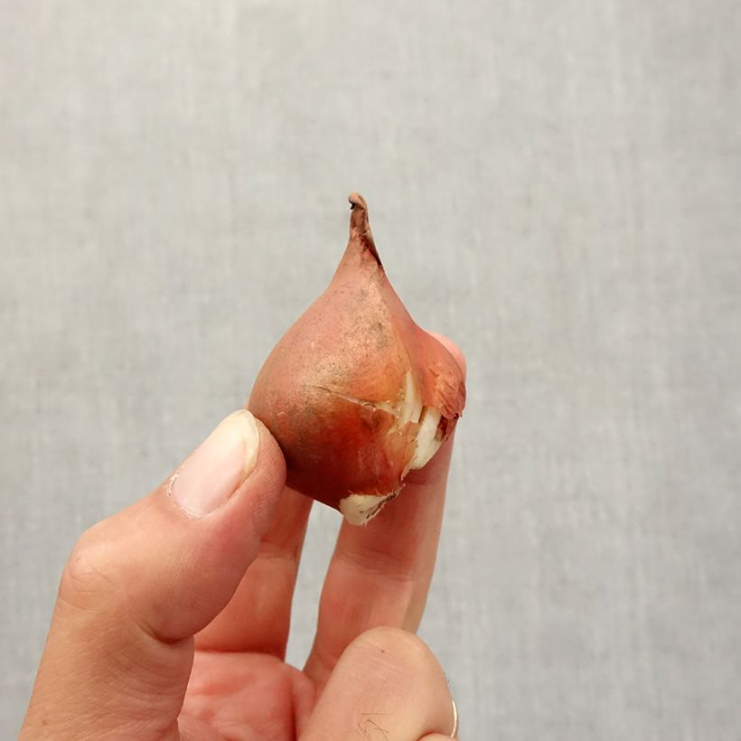 Example of Tulipes viridiflora en mélange Bulbe calibre 12+ as you get in automne