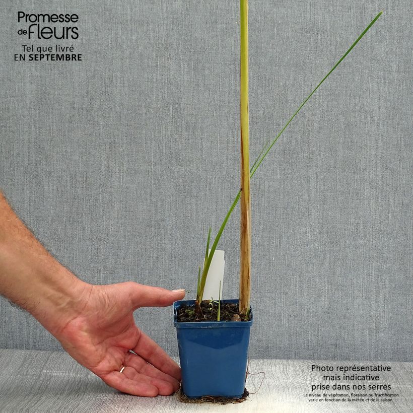 Spécimen de Typha angustifolia - Massette à feuilles étroites Godet de 8/9 cm tel que livré en automne