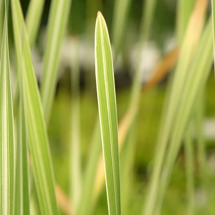Typha latifolia Variegata - Massette à feuilles larges panachées (Foliage)