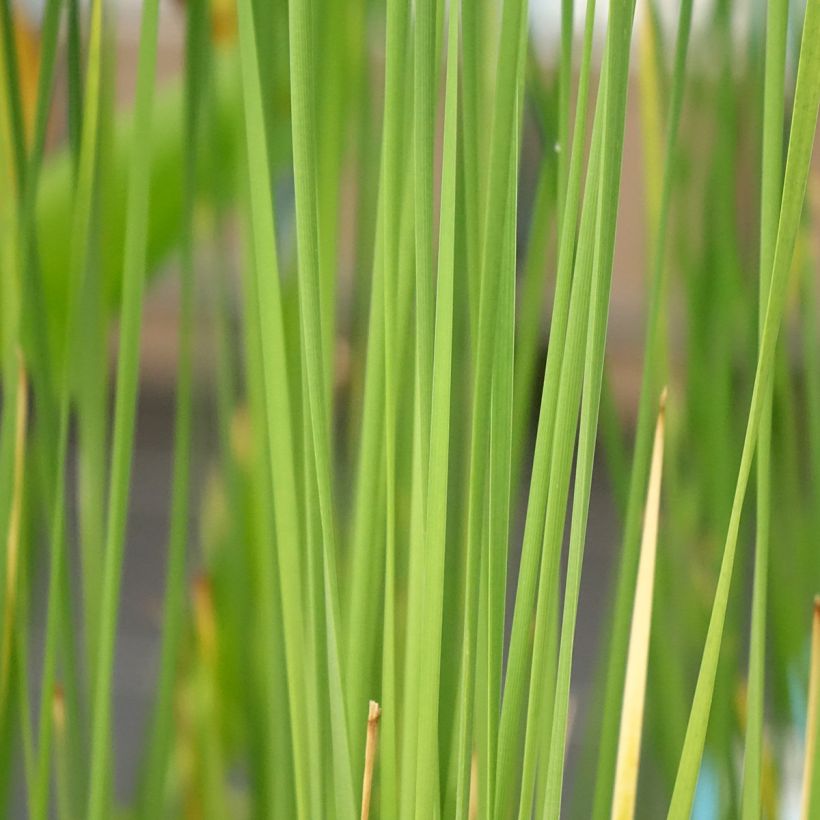 Typha laxmannii - Massette de Laxmann (Feuillage)